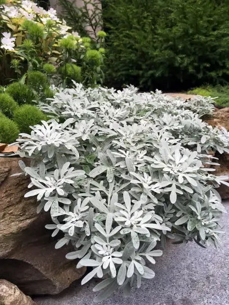 Artemisia Stelleriana 'silver Brocade' - View 7 from www redcrocus com