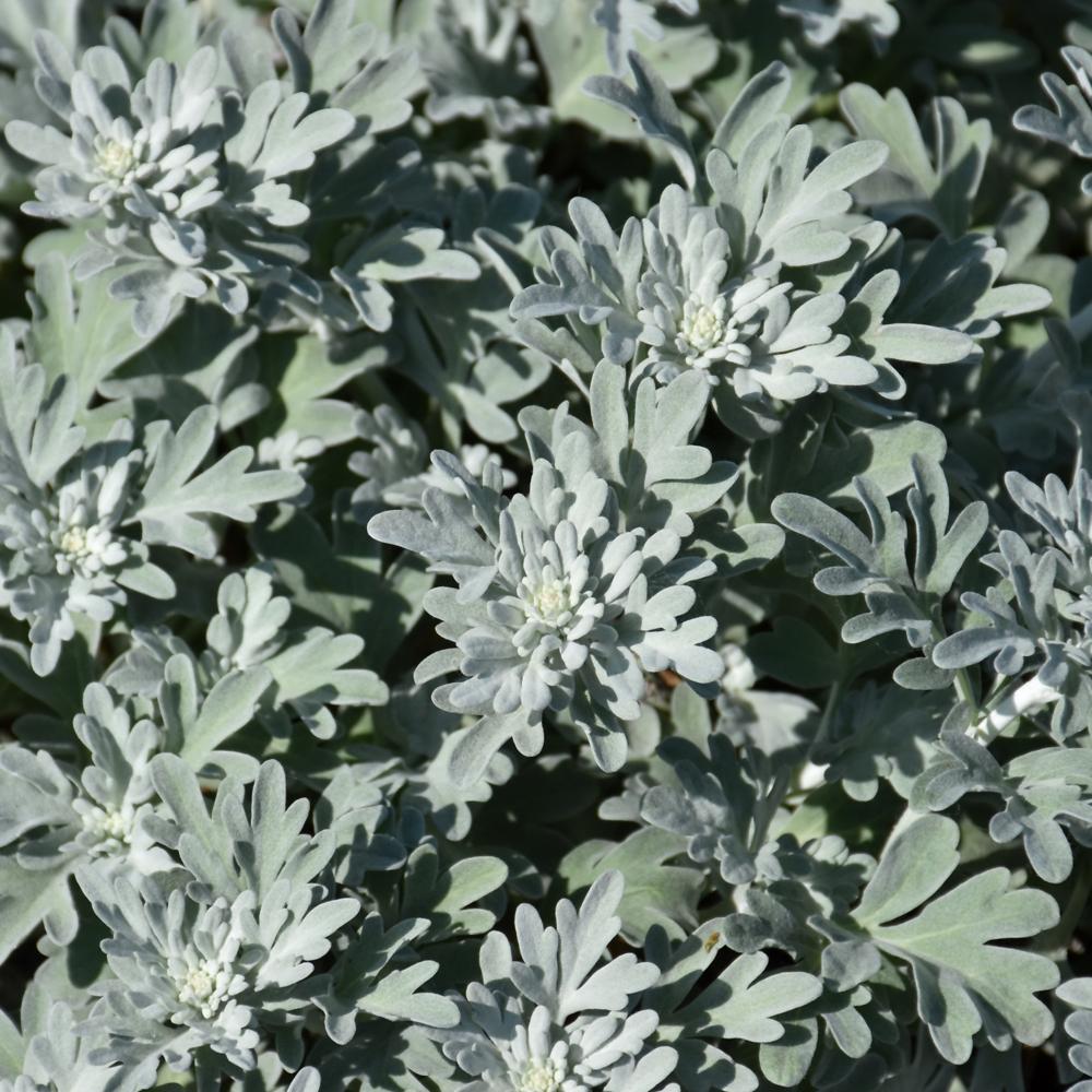 Artemisia Stelleriana 'silver Brocade' - View 8 from www redcrocus com
