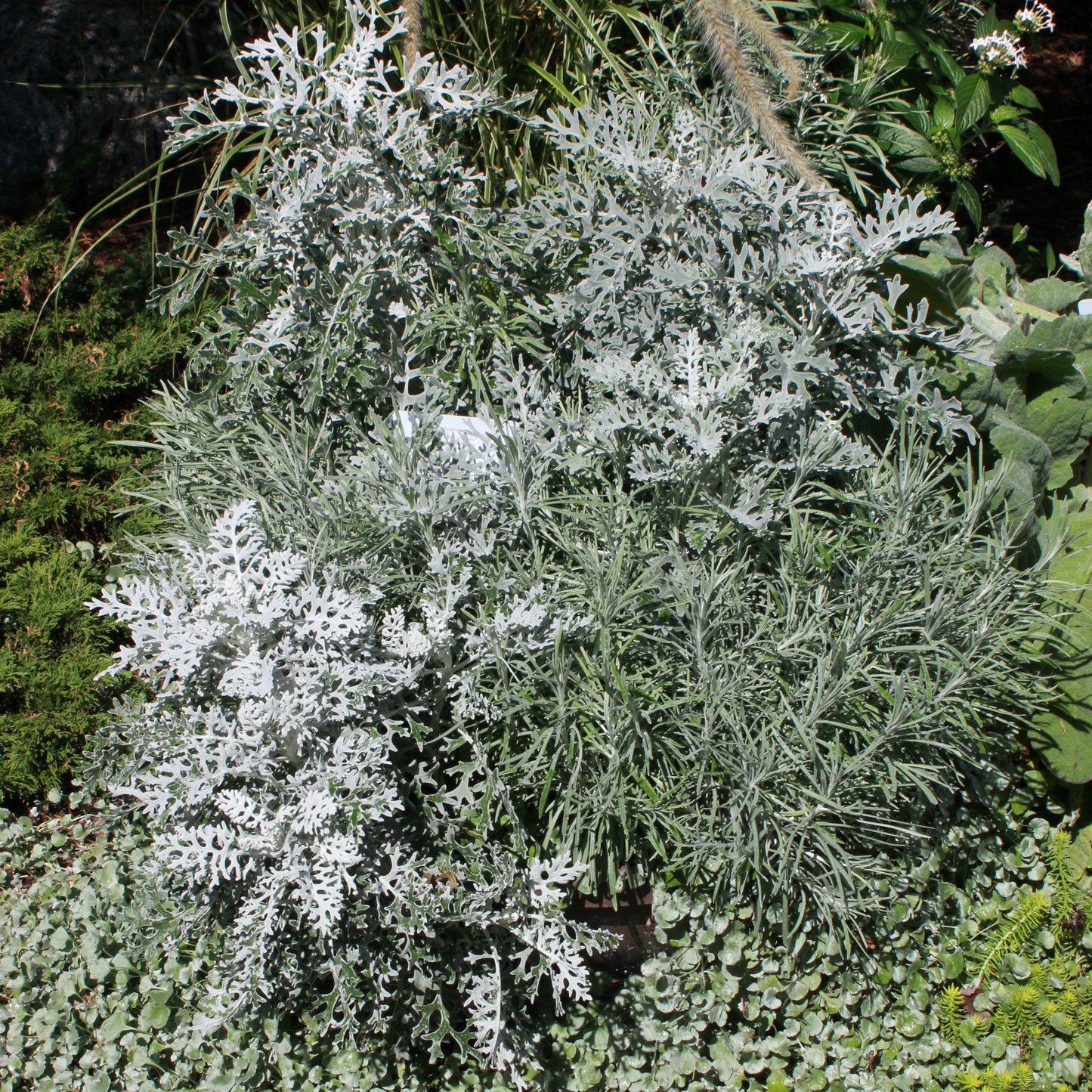 Artemisia Stelleriana 'silver Brocade' - View 9 from www redcrocus com