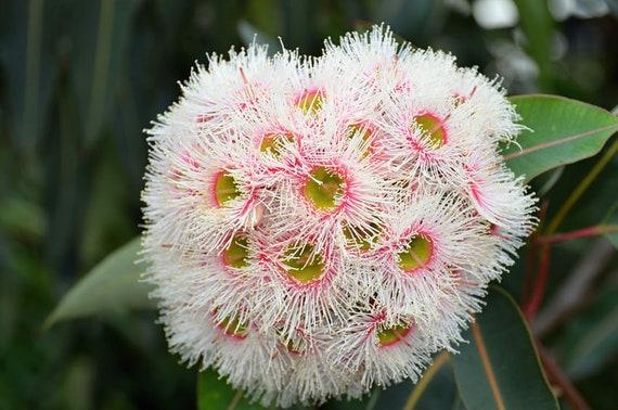 Eucalyptus 'murray' - View 15 from www redcrocus com