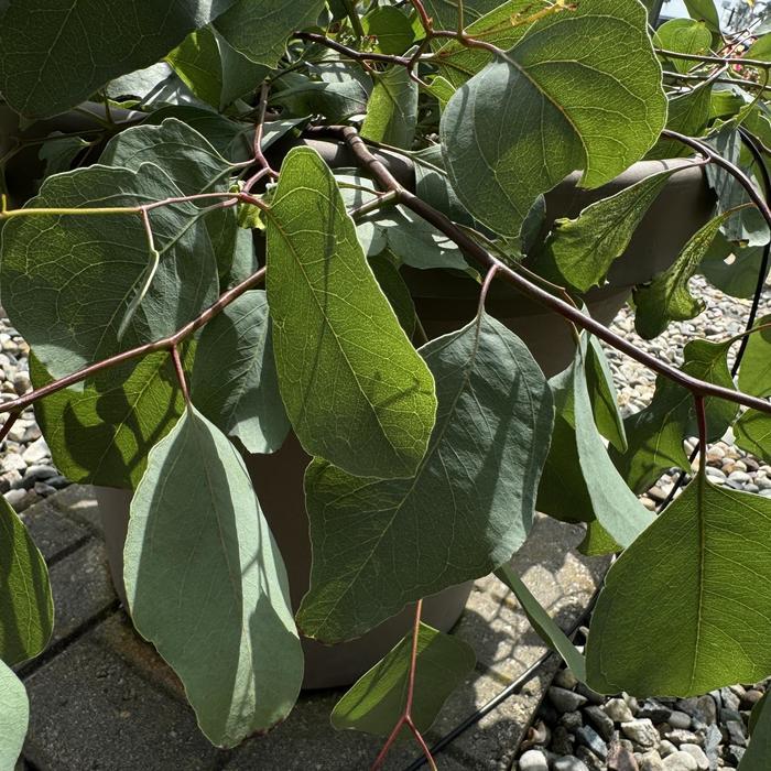 Eucalyptus 'murray' - View 4 from www redcrocus com