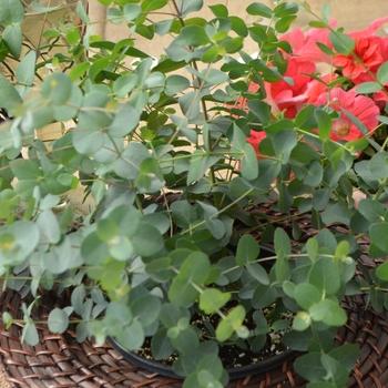 Eucalyptus 'murray' - View 8 from www redcrocus com