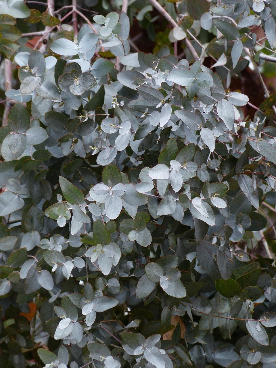 Eucalyptus 'murray' - View 9 from www redcrocus com