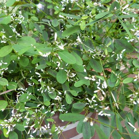 Euphorbia 'glitz' - View 15 from www redcrocus com