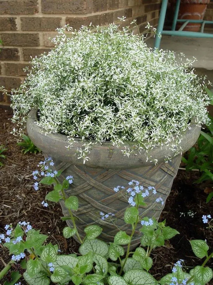 Euphorbia 'glitz' - View 2 from www redcrocus com