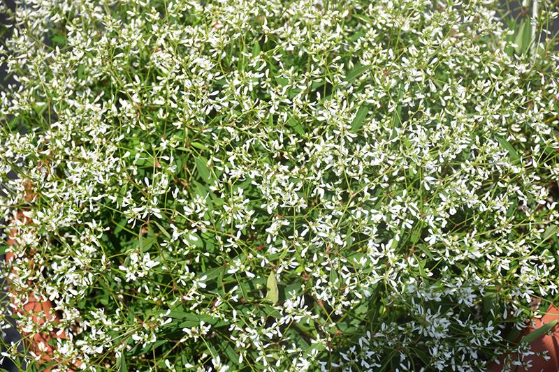 Euphorbia 'glitz' - View 3 from www redcrocus com