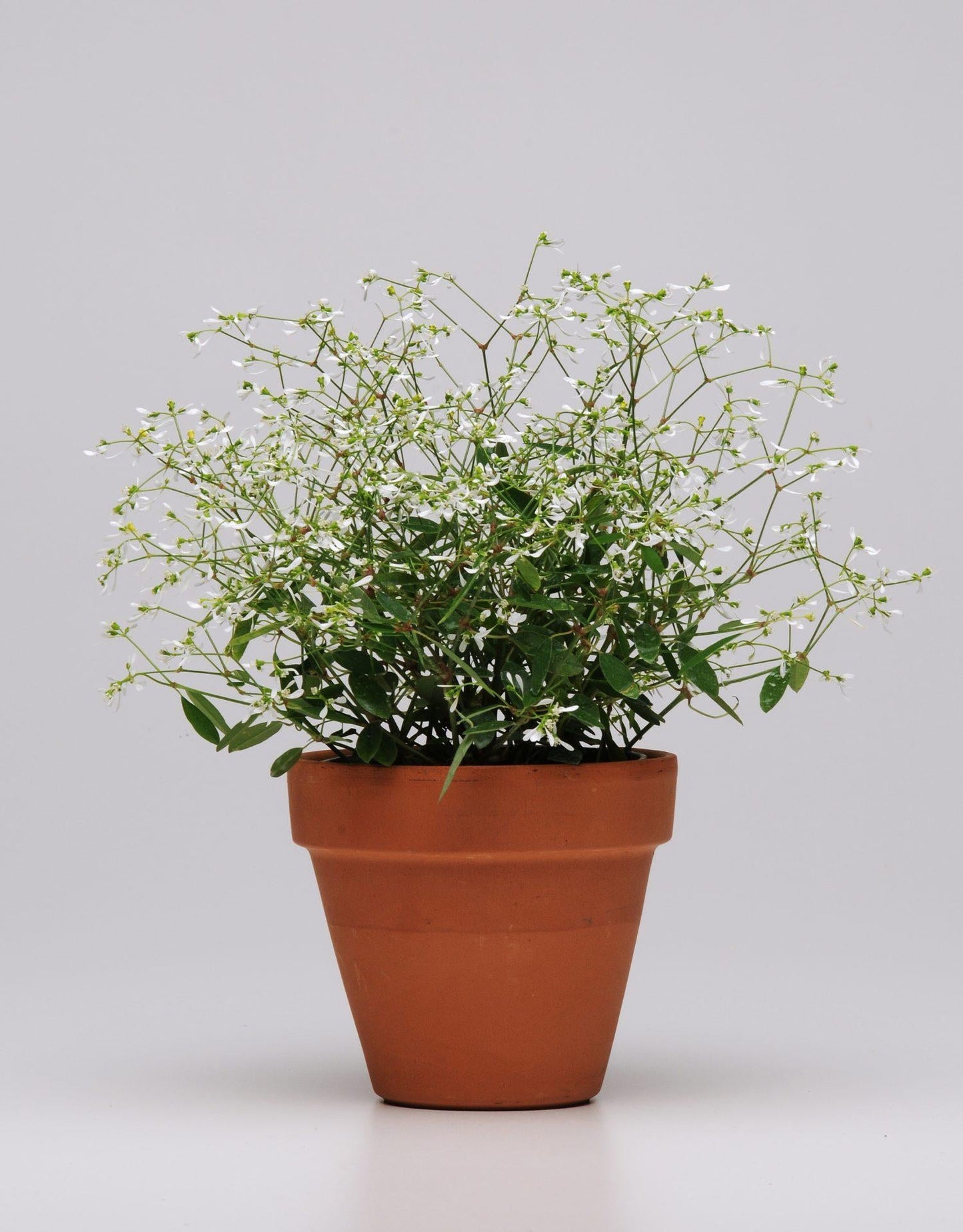 Euphorbia 'glitz' - View 4 from www redcrocus com