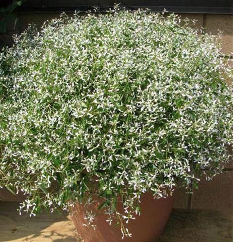 Euphorbia 'glitz' - View 5 from www redcrocus com