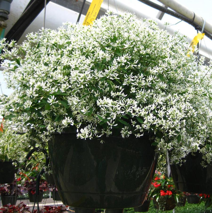 Euphorbia 'glitz' - View 8 from www redcrocus com