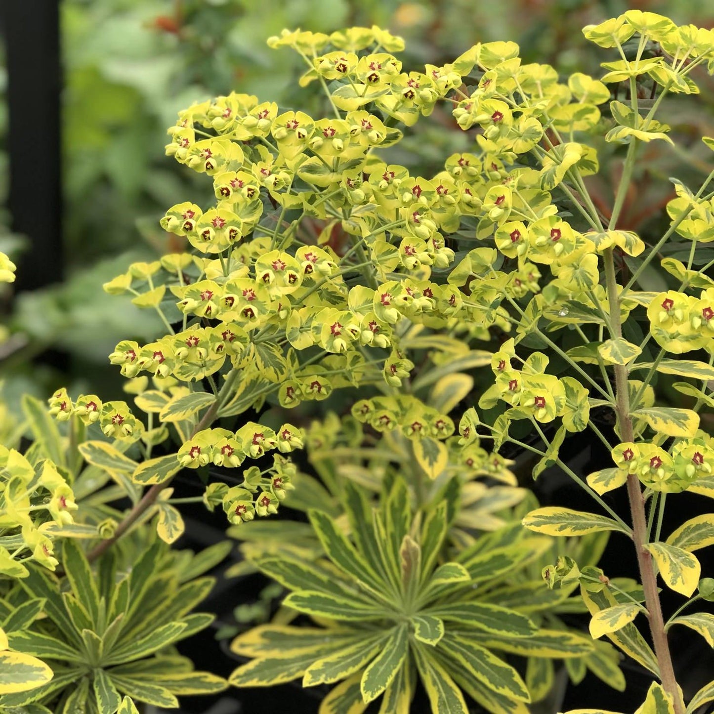 Euphorbia X Martinii 'ascot Rainbow' - View 10 from www redcrocus com