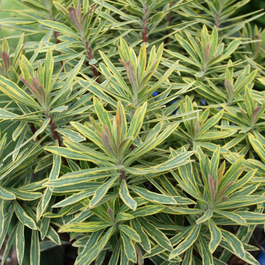 Euphorbia X Martinii 'ascot Rainbow' - View 11 from www redcrocus com