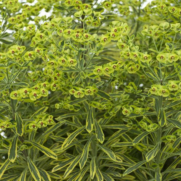 Euphorbia X Martinii 'ascot Rainbow' - View 13 from www redcrocus com