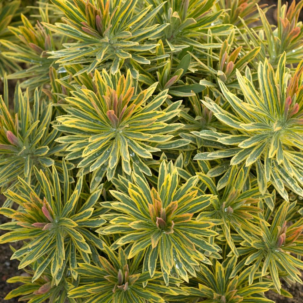 Euphorbia X Martinii 'ascot Rainbow' - View 14 from www redcrocus com