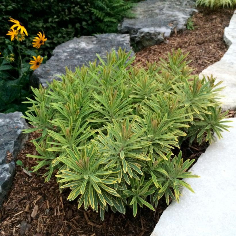 Euphorbia X Martinii 'ascot Rainbow' - View 15 from www redcrocus com