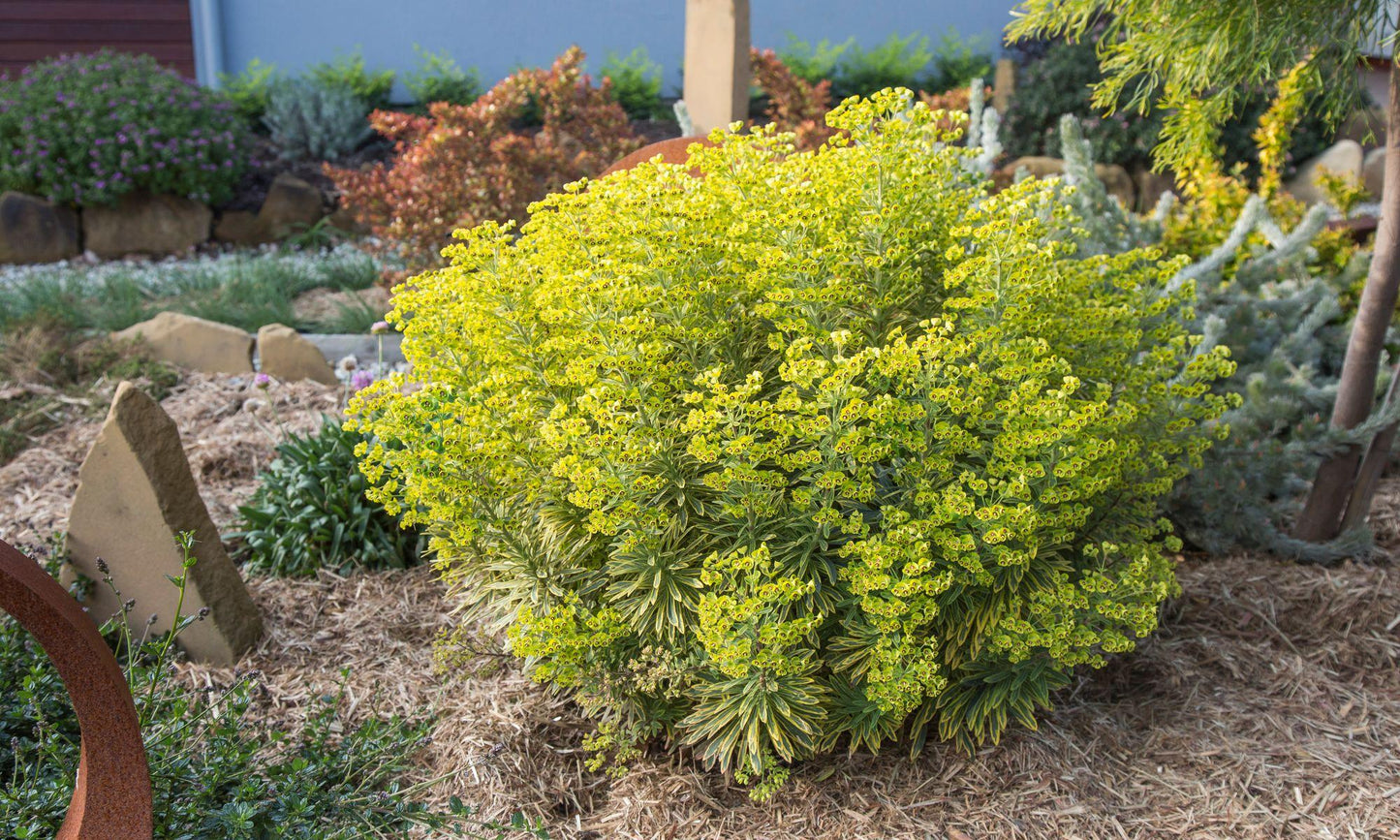 Euphorbia X Martinii 'ascot Rainbow' - View 16 from www redcrocus com