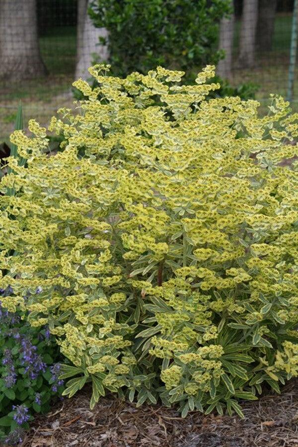 Euphorbia X Martinii 'ascot Rainbow' - View 2 from www redcrocus com