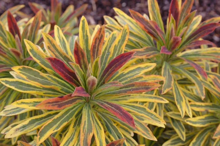 Euphorbia X Martinii 'ascot Rainbow' - View 3 from www redcrocus com