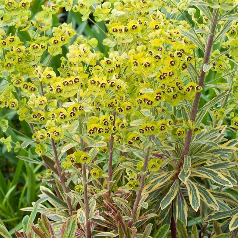 Euphorbia X Martinii 'ascot Rainbow' - View 4 from www redcrocus com