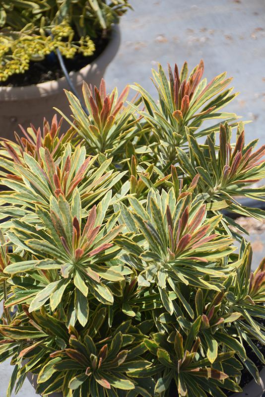 Euphorbia X Martinii 'ascot Rainbow' - View 5 from www redcrocus com