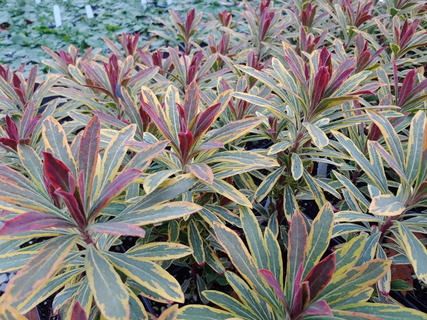 Euphorbia X Martinii 'ascot Rainbow' - View 6 from www redcrocus com