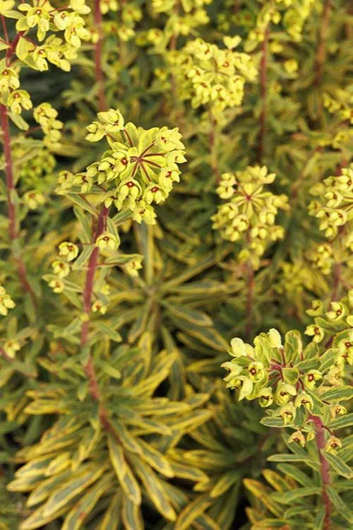 Euphorbia X Martinii 'ascot Rainbow' - View 7 from www redcrocus com