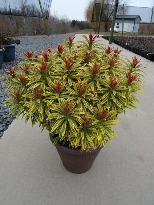Euphorbia X Martinii 'ascot Rainbow' - View 8 from www redcrocus com
