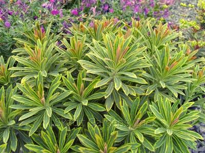 Euphorbia X Martinii 'ascot Rainbow' - View 9 from www redcrocus com