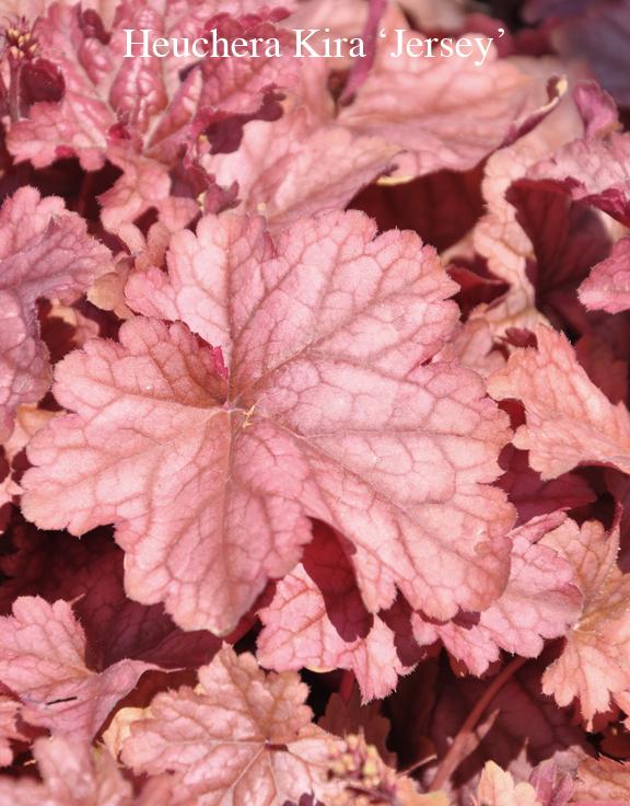 Heuchera X 'kira Jersey' - View 10 from www redcrocus com
