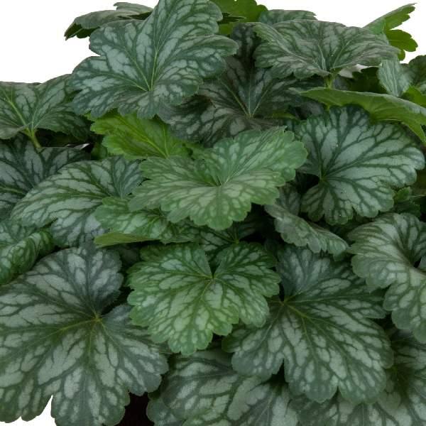 Heuchera X 'kira Jersey' - View 11 from www redcrocus com