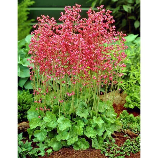 Heuchera X 'kira Jersey' - View 12 from www redcrocus com