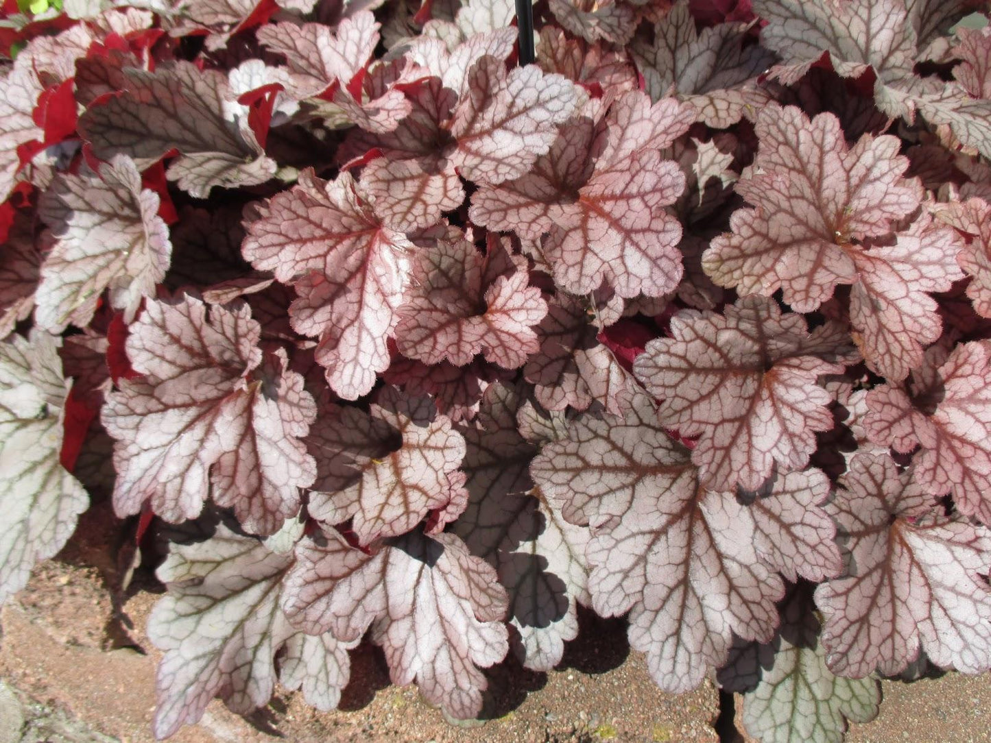 Heuchera X 'kira Jersey' - View 13 from www redcrocus com