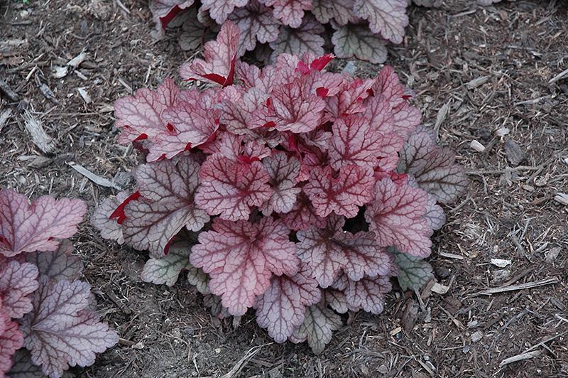 Heuchera X 'kira Jersey' - View 2 from www redcrocus com