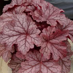Heuchera X 'kira Jersey' - View 5 from www redcrocus com