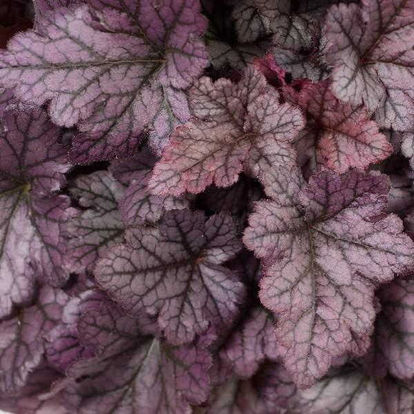 Heuchera X 'kira Purple Rain Forest' - View 1 from www redcrocus com