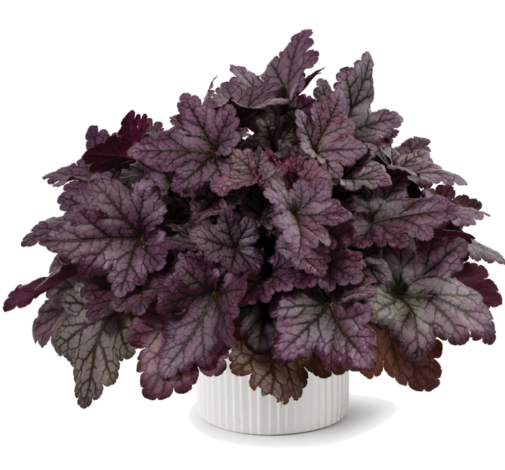 Heuchera X 'kira Purple Rain Forest' - View 2 from www redcrocus com