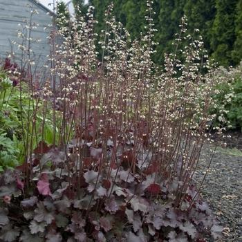 Heuchera X 'kira Purple Rain Forest' - View 5 from www redcrocus com
