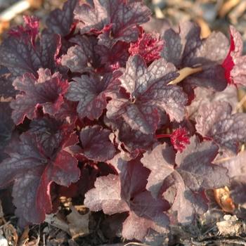 Heuchera X 'kira Purple Rain Forest' - View 6 from www redcrocus com