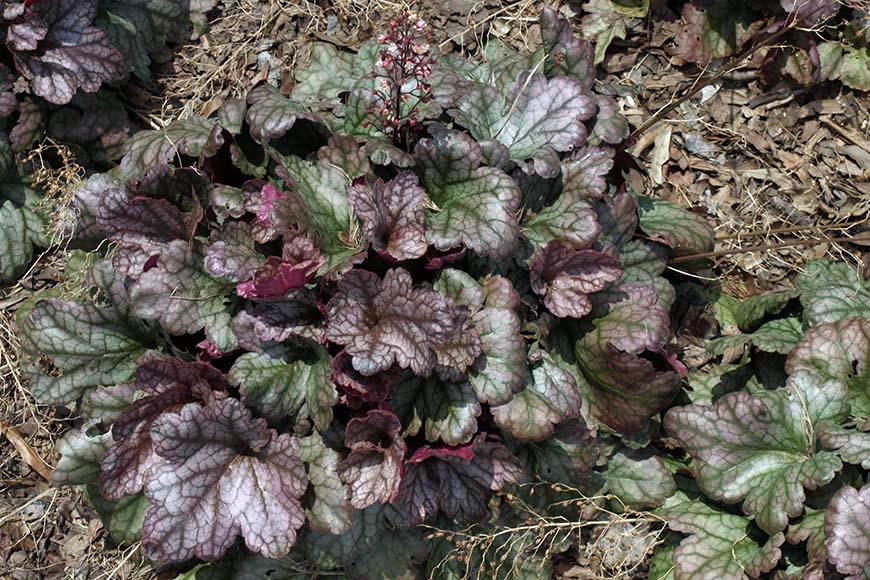 Heuchera X 'kira Purple Rain Forest' - View 8 from www redcrocus com