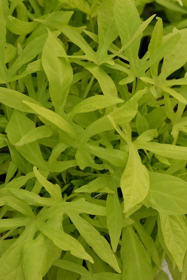Ipomoea 'spotlight Lime' - View 1 from www redcrocus com