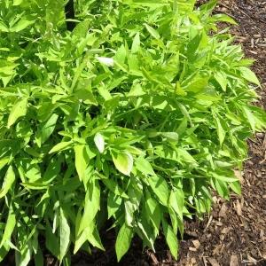 Ipomoea 'spotlight Lime' - View 9 from www redcrocus com