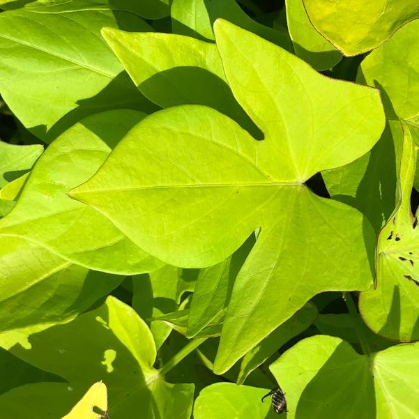 Ipomoea 'spotlight Lime Heart' - View 5 from www redcrocus com
