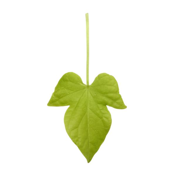 Ipomoea 'spotlight Lime Heart' - View 7 from www redcrocus com