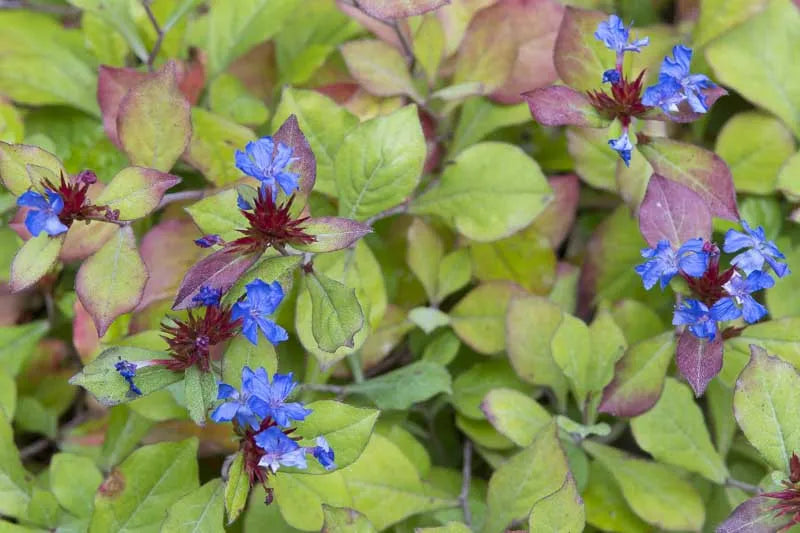 Ceratostigma Plumbaginoides, Hardy Blue Plumbago - View 14 from www redcrocus com
