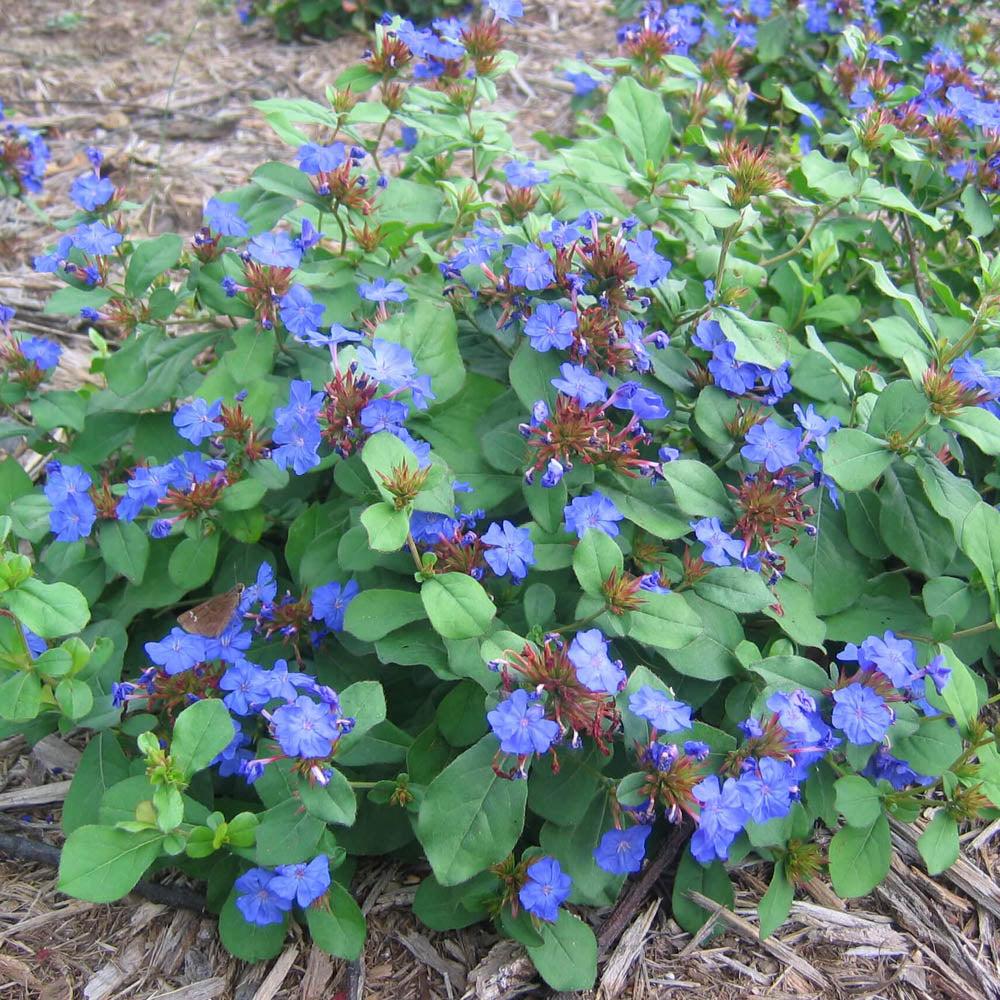 Ceratostigma Plumbaginoides, Hardy Blue Plumbago - View 5 from www redcrocus com