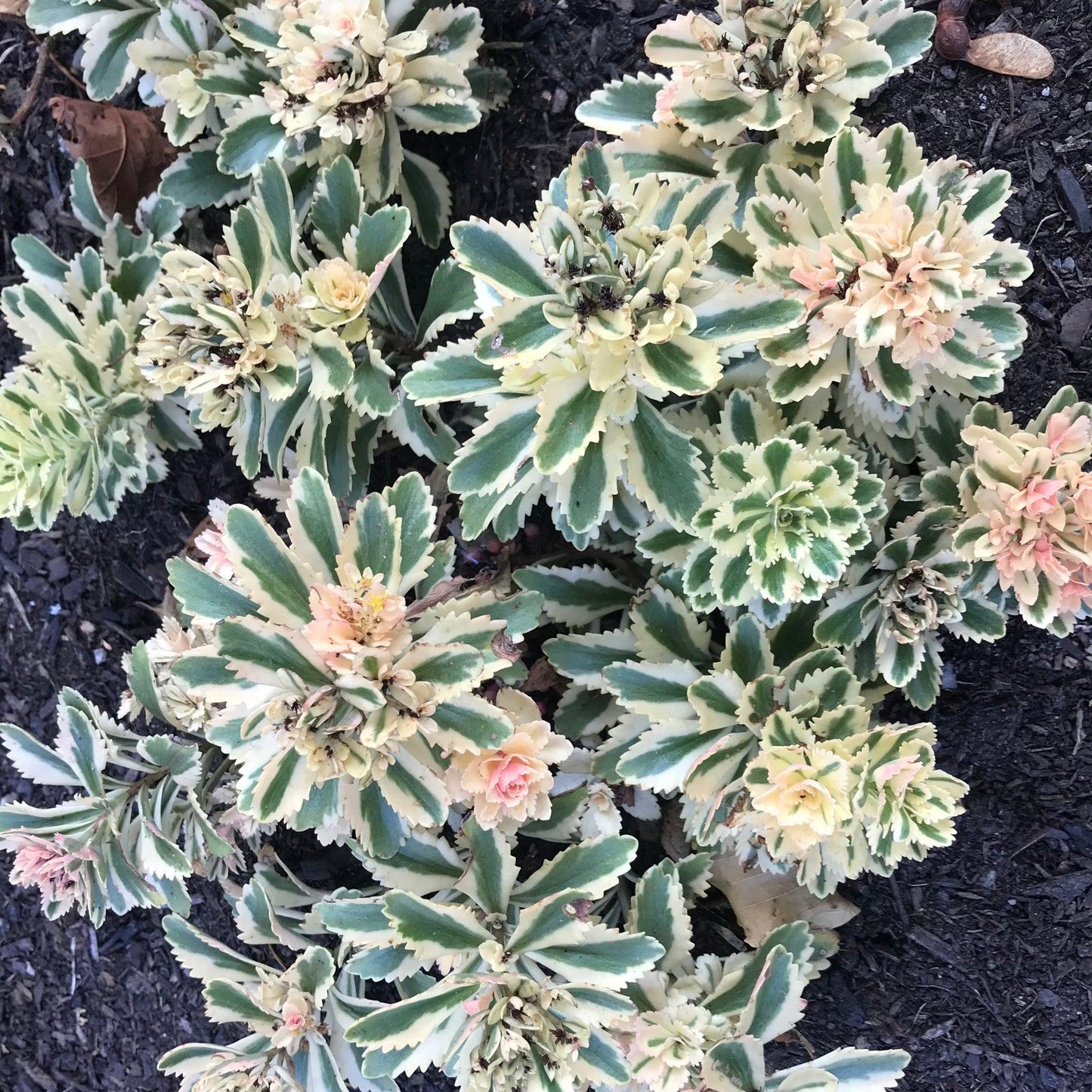 Sedum 'atlantis' - View 12 from www redcrocus com