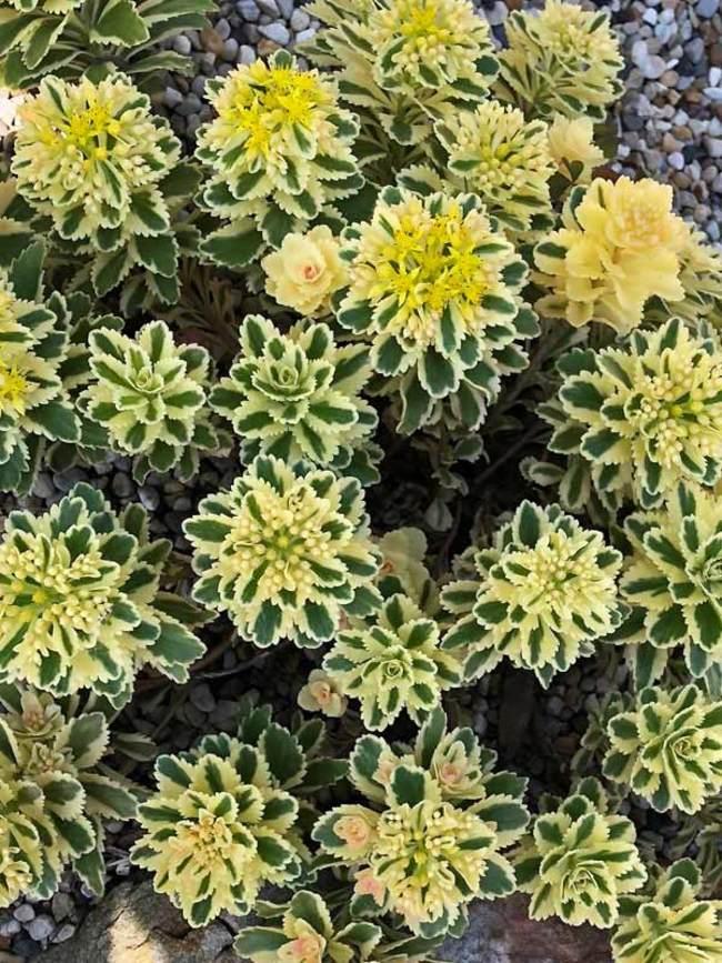 Sedum 'atlantis' - View 1 from www redcrocus com