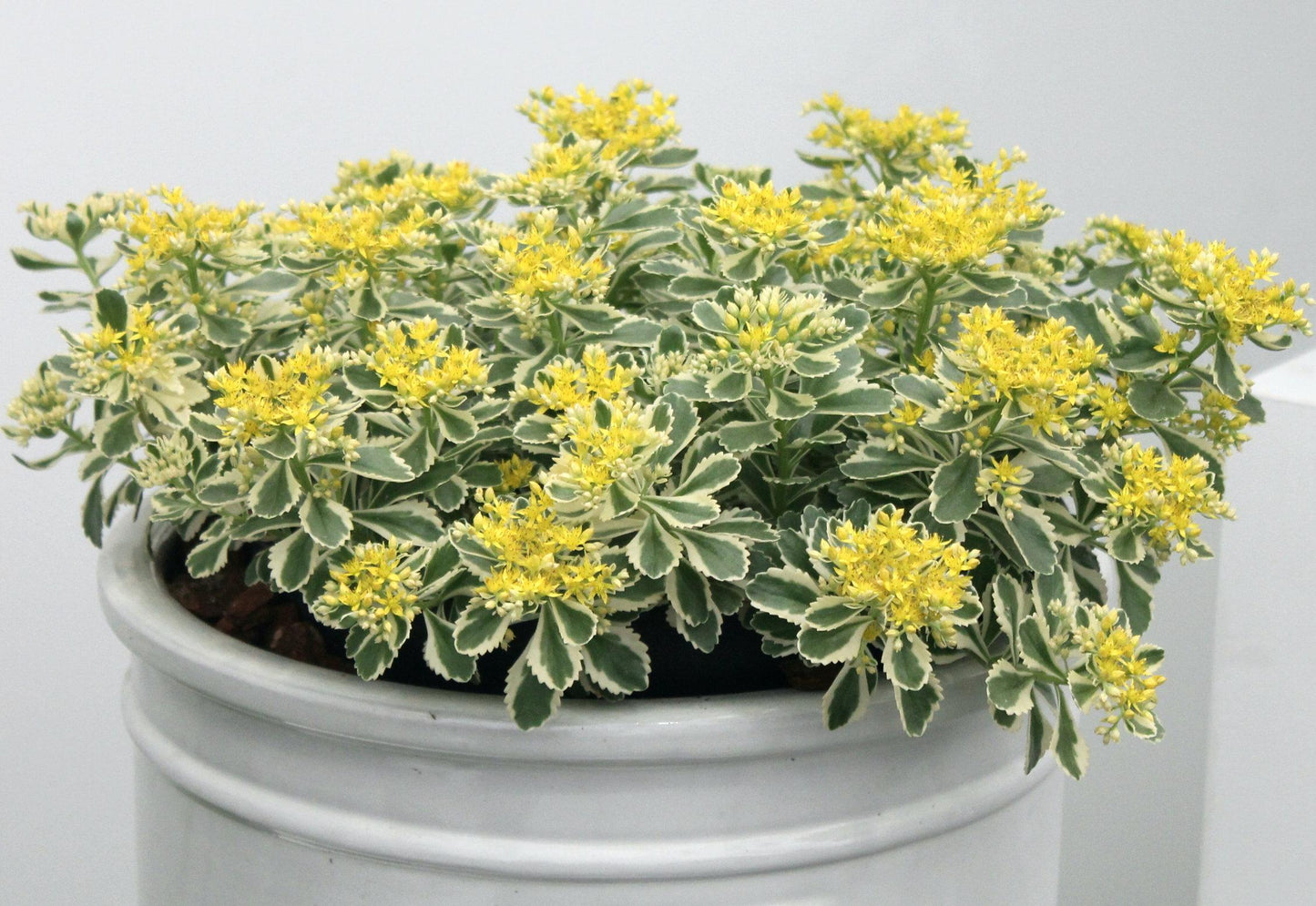 Sedum 'atlantis' - View 21 from www redcrocus com