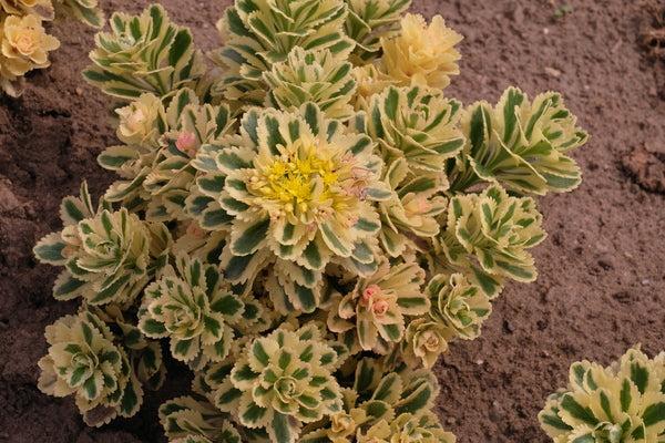 Sedum 'atlantis' - View 24 from www redcrocus com