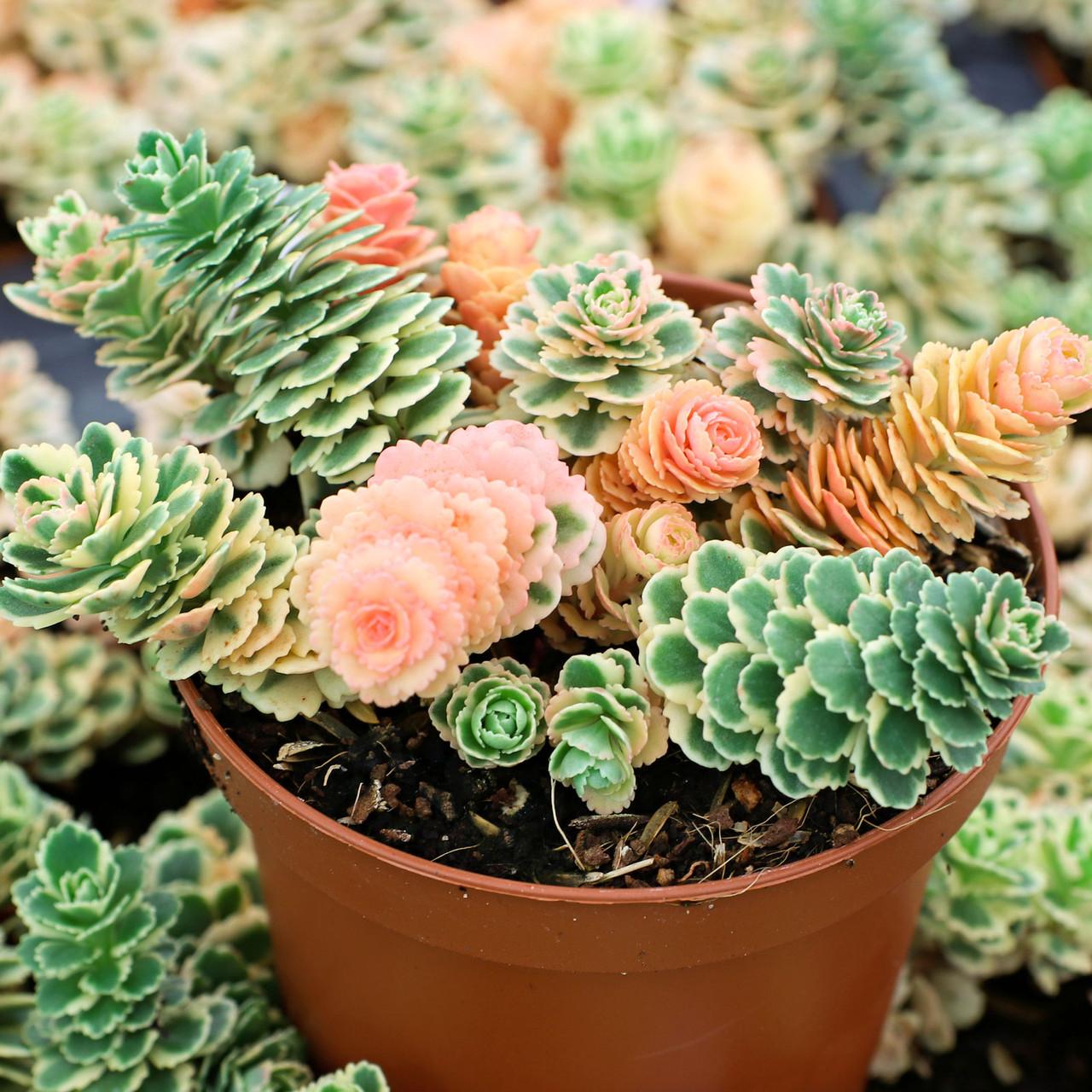 Sedum 'atlantis' - View 27 from www redcrocus com