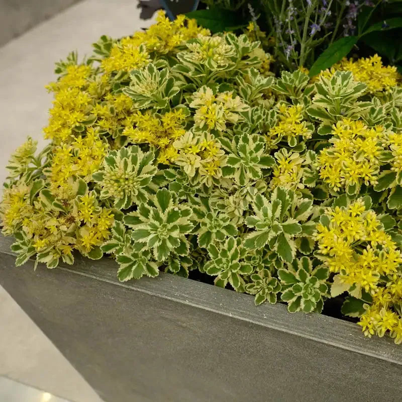 Sedum 'atlantis' - View 29 from www redcrocus com
